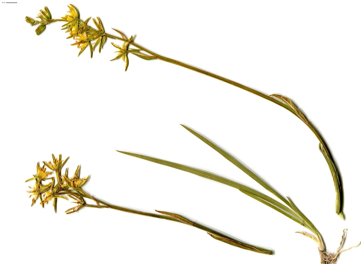 Narthecium ossifragum (Nartheciaceae)